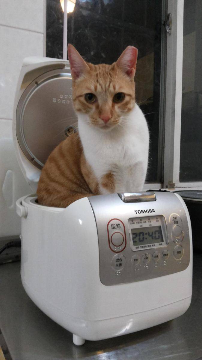 foto kucing duduk di atas rice cooker (reddit.com/user/LaoMeFamily)