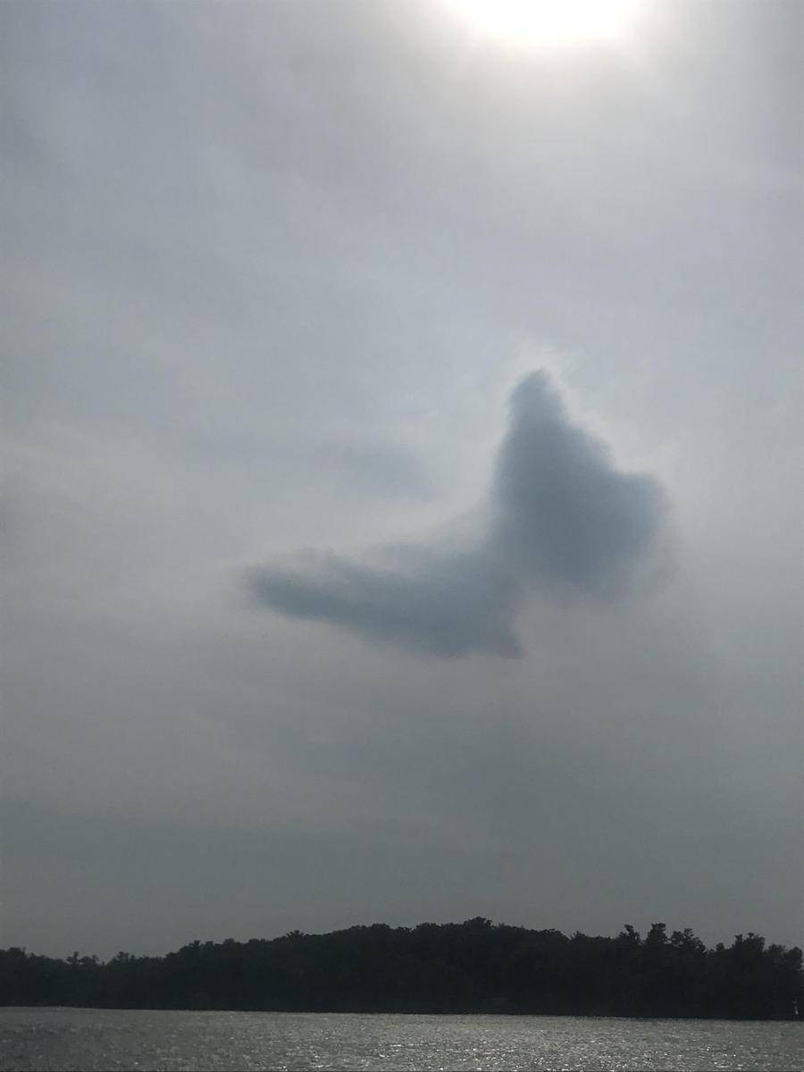 potret awan bentuk hewan (reddit.com/user/Mark_1036)