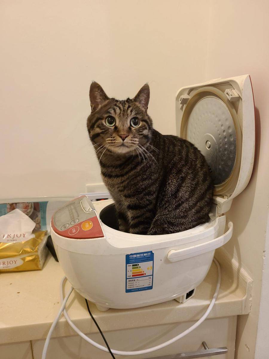 foto kucing duduk di atas rice cooker (reddit.com/user/GiveMeYourBussy)