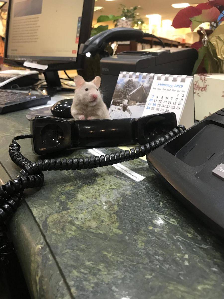 potret hamster nongkrong di perpustakaan (reddit.com/user/asskickinlibrarian)