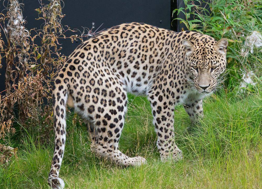 Macan tutul persia (commons.m.wikimedia.org/Magnus Johansson)