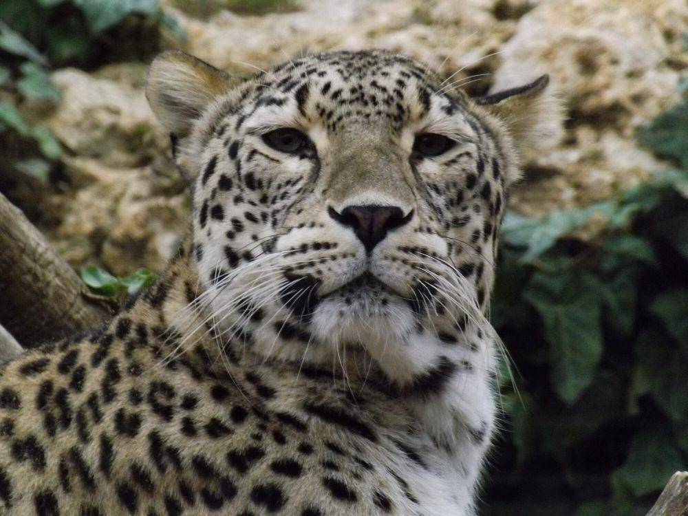 Macan tutul persia (commons.m.wikimedia.org/Superjew)