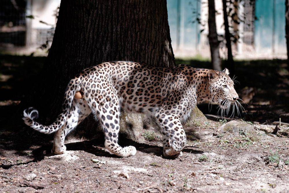 Macan tutul persia (commons.m.wikimedia.org/Beniut Boudeville)