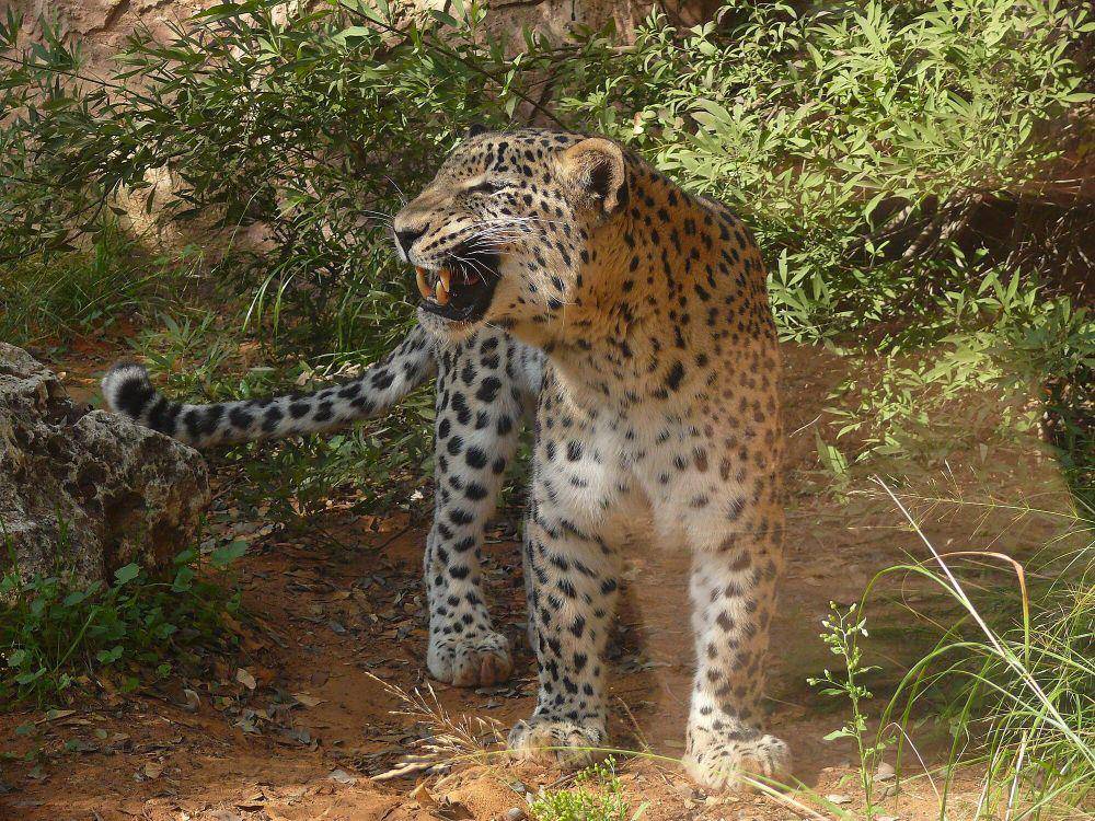 Macan tutul persia (commons.m.wikimedia.org/MathKnight)