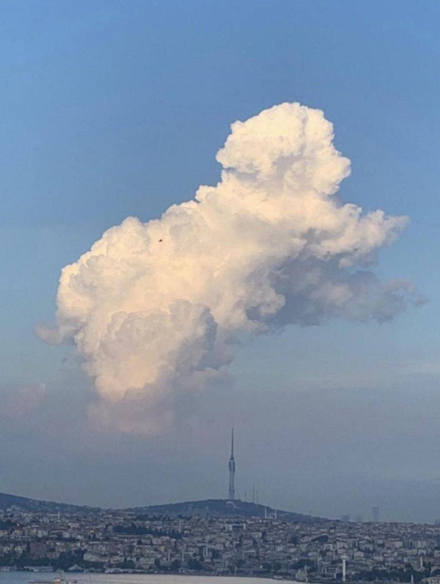 potret awan bentuk hewan (reddit.com/user/granular-vernacular)