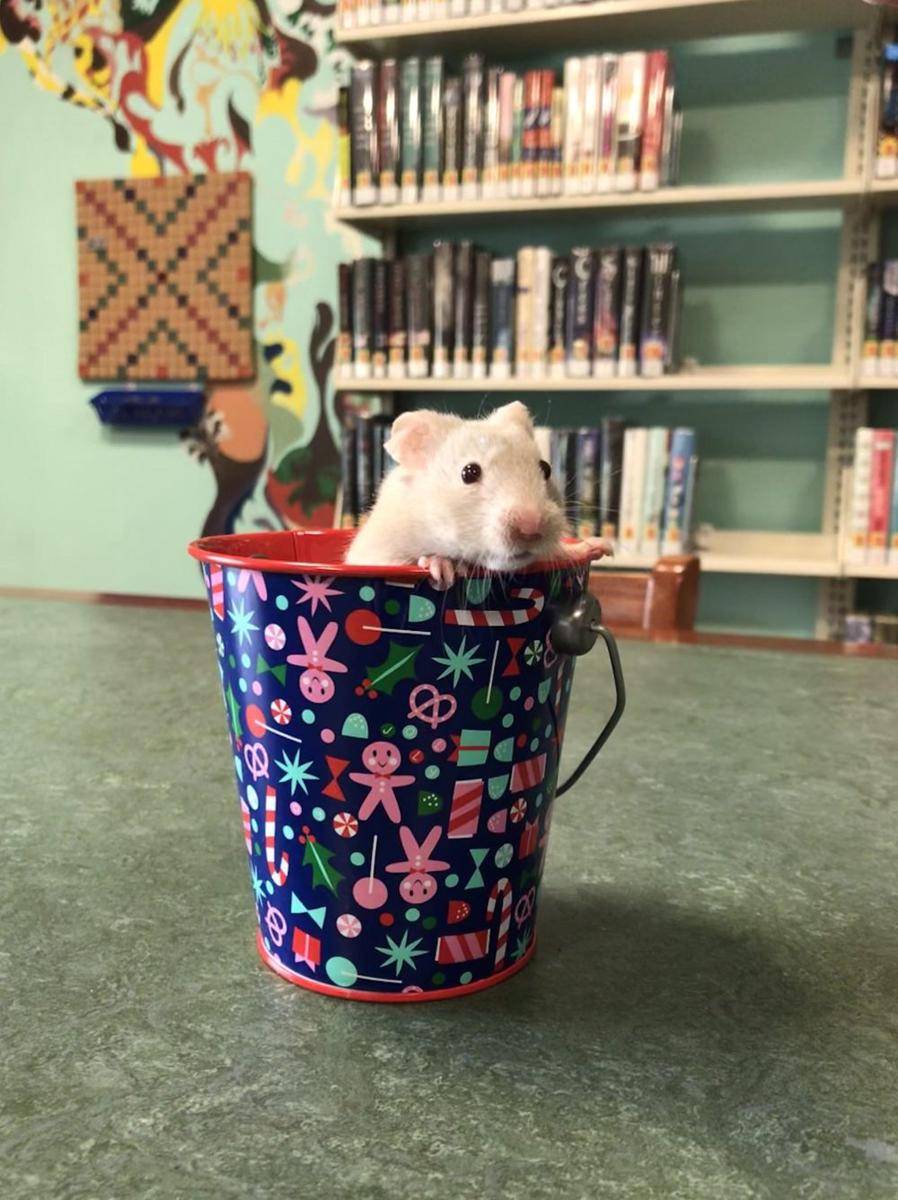 potret hamster nongkrong di perpustakaan (reddit.com/user/asskickinlibrarian)