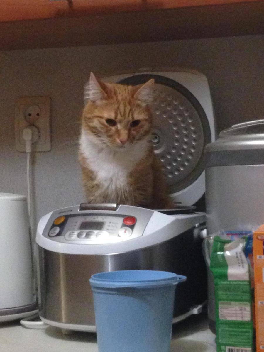 foto kucing duduk di atas rice cooker (reddit.com/user/VulfyShurik)