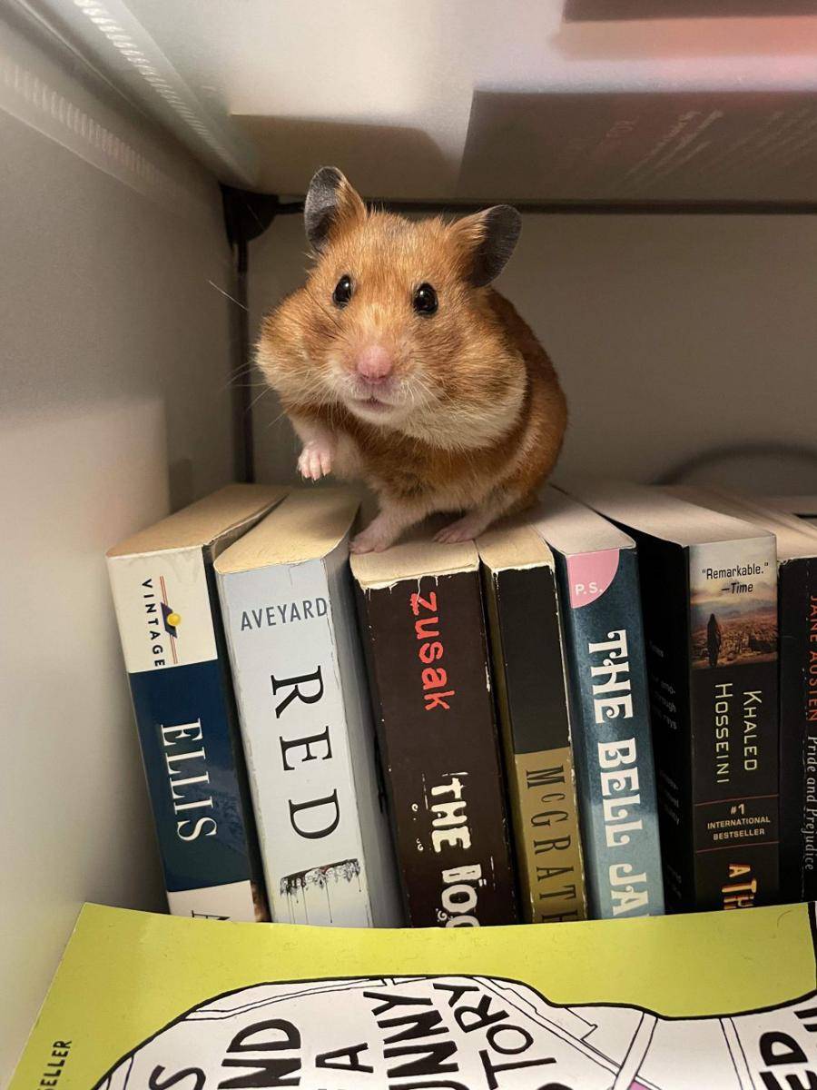potret hamster nongkrong di perpustakaan (reddit.com/user/rattykitty)