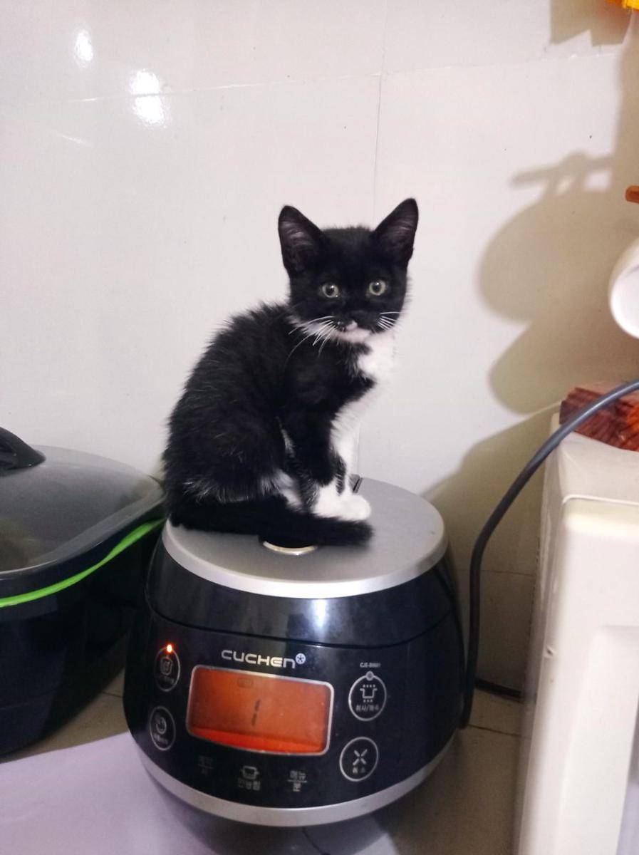 foto kucing duduk di atas rice cooker (reddit.com/user/TOCYYY)