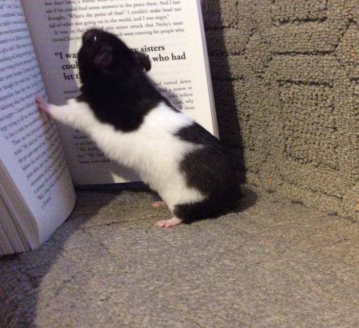 potret hamster nongkrong di perpustakaan (reddit.com/user/hamsterzilla1954)