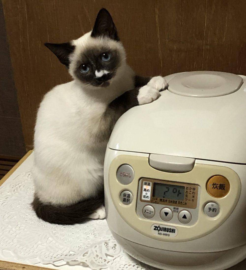 foto kucing duduk di atas rice cooker (reddit.com/user/9999monkeys)