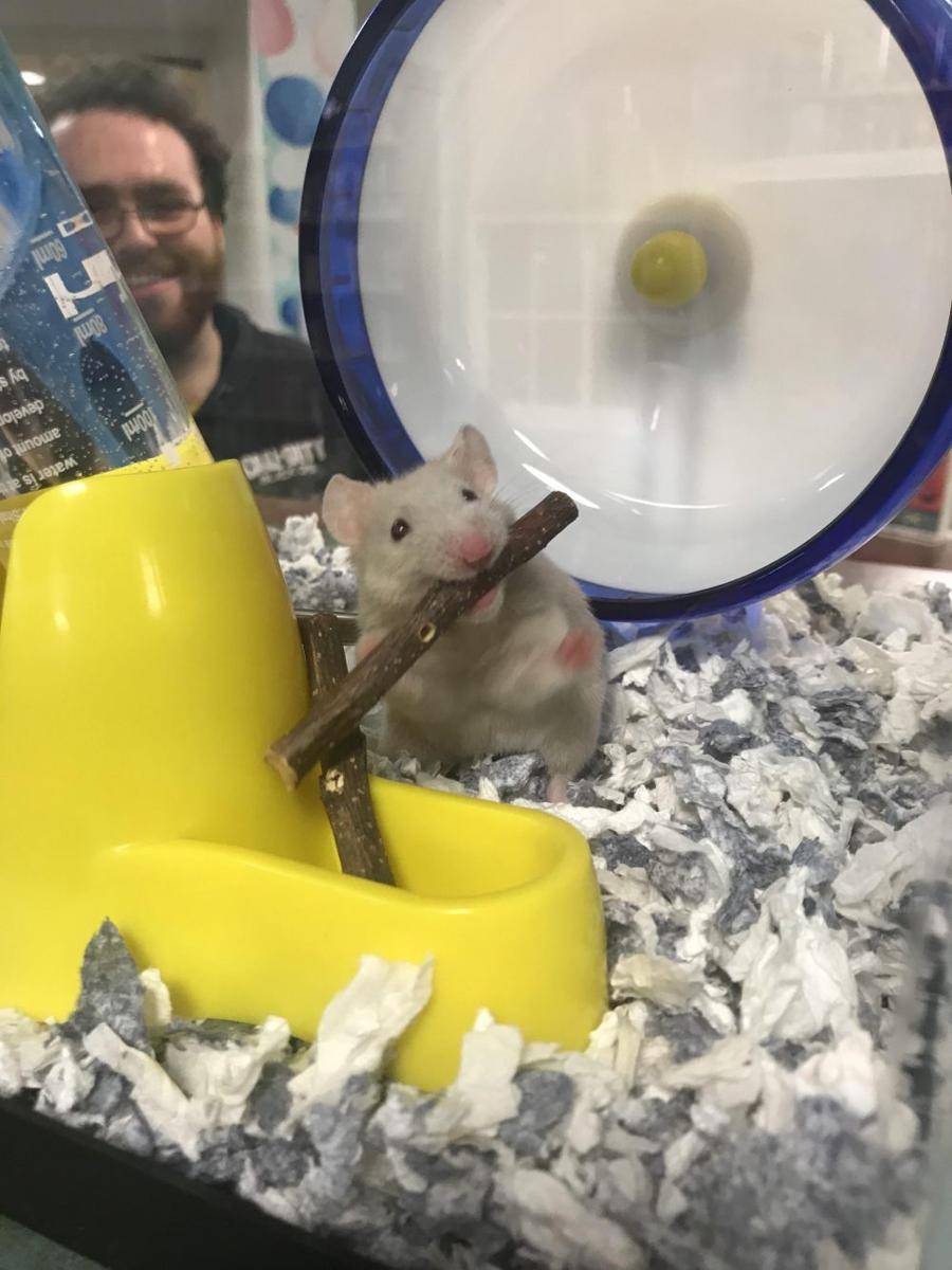 potret hamster nongkrong di perpustakaan (reddit.com/user/asskickinlibrarian)