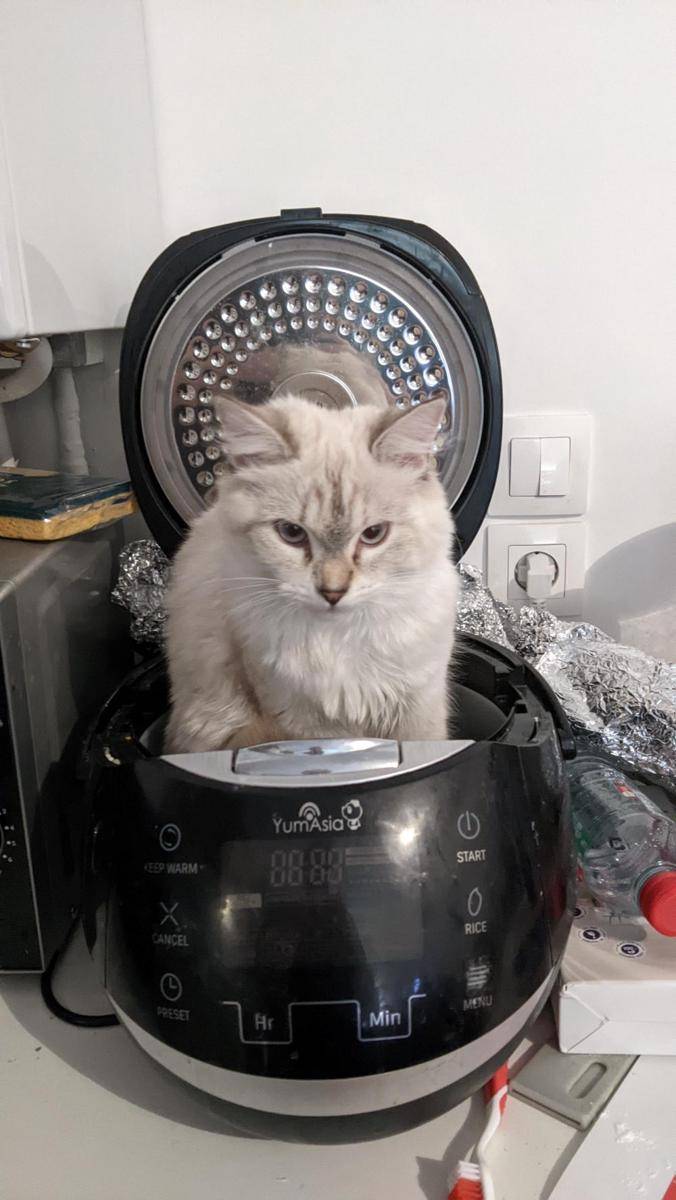 foto kucing duduk di atas rice cooker (reddit.com/user/Sephira_Illustration)