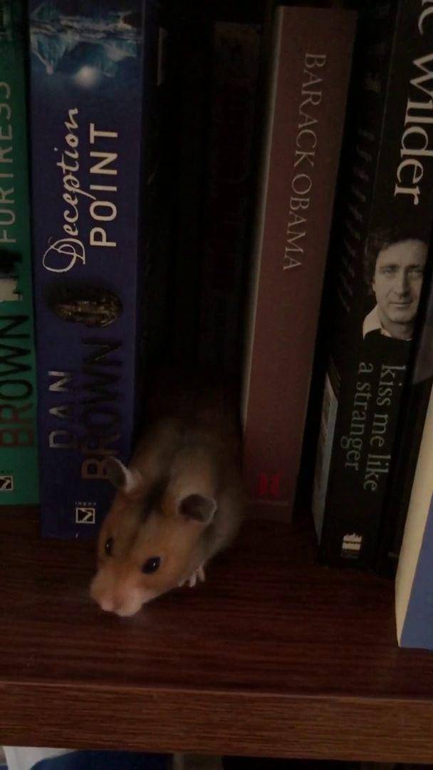 potret hamster nongkrong di perpustakaan (reddit.com/user/n1search)