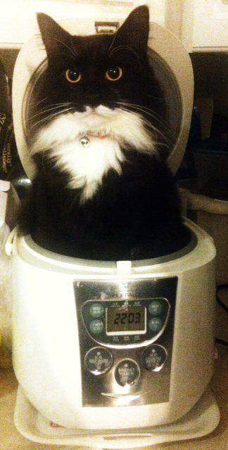 foto kucing duduk di atas rice cooker (reddit.com/user/therealgaber)