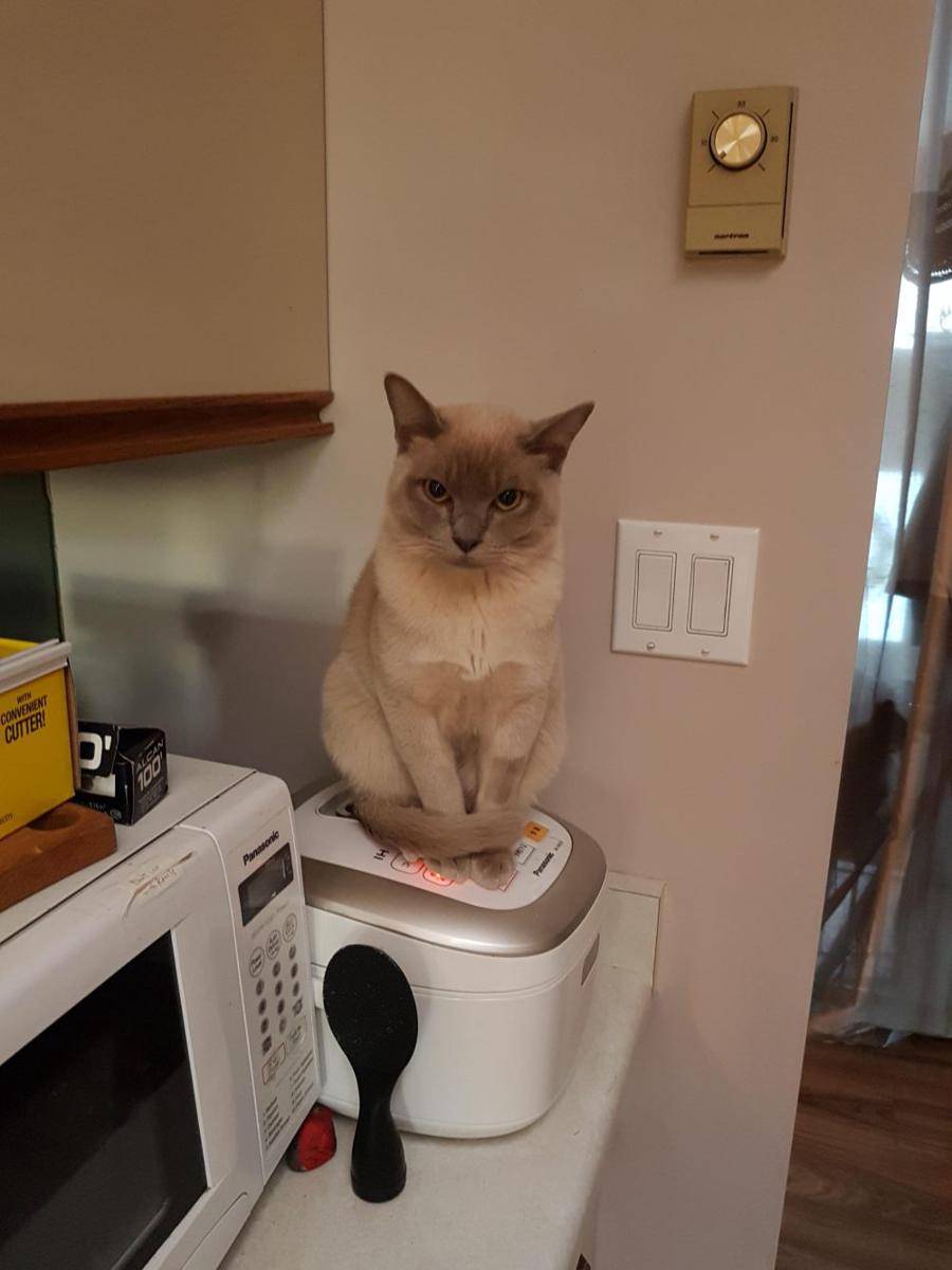foto kucing duduk di atas rice cooker (reddit.com/user/_Kinoko)