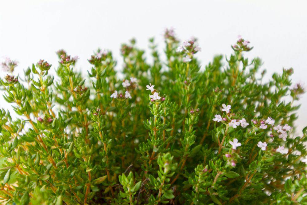 ilustrasi daun thyme (unsplash.com/Alejandro Piñero Amerio)