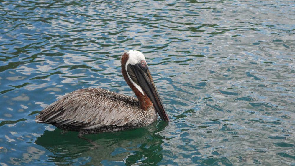 Undan cokelat (pixabay.com/u_hp0pyscu7k)