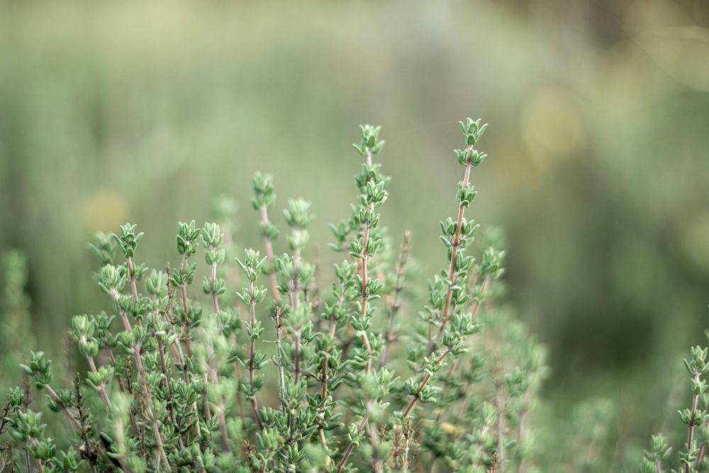ilustrasi daun thyme (unsplash.com/Anja Junghans)