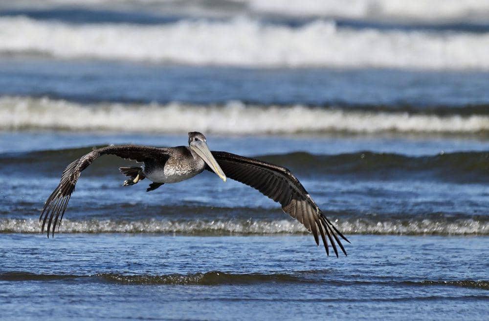 Undan cokelat (pixabay.com/Rick Wunderle)