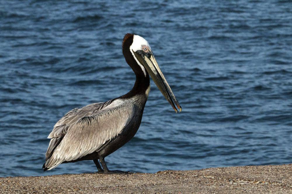 6 Fakta Menarik Undan Cokelat, Berada dalam Kawanan Sepanjang Tahun!