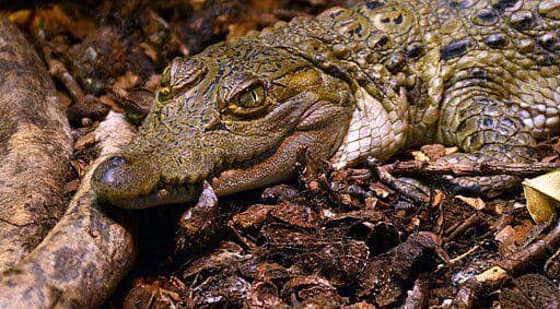 buaya filipina (commons.wikimedia.org/ vassil)