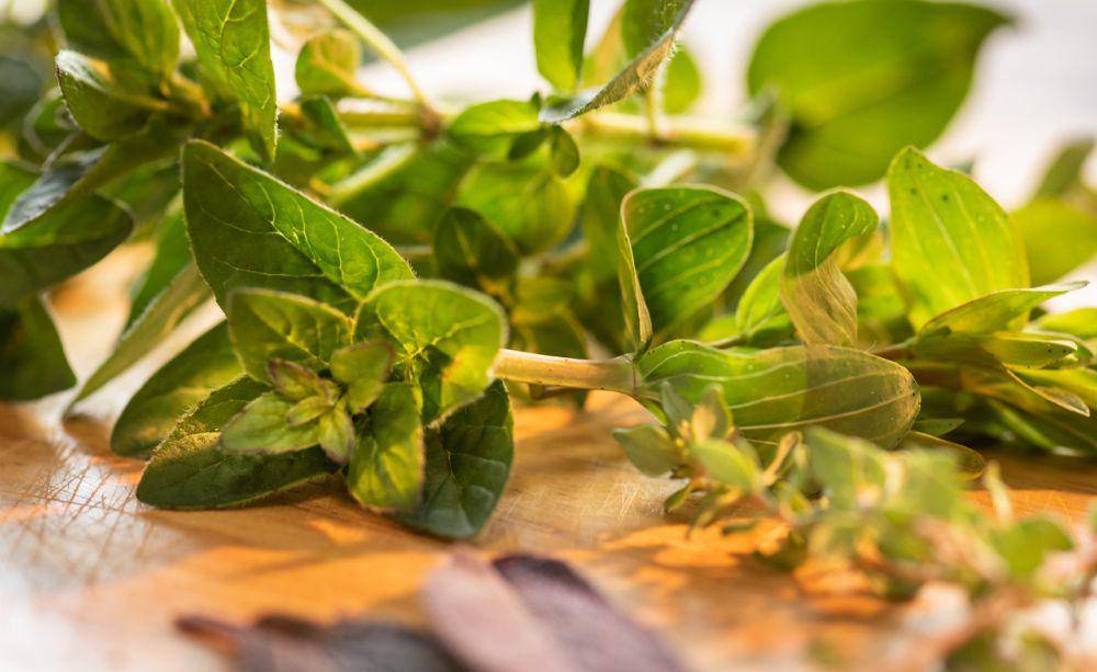 ilustrasi daun marjoram (pixabay.com/AndreasGoellner)