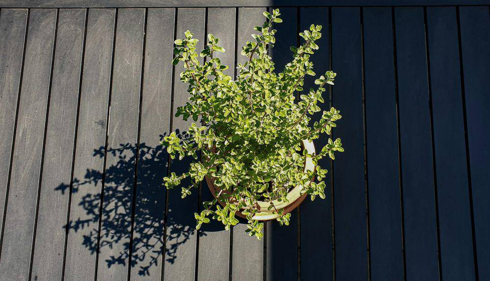 ilustrasi daun marjoram (unsplash.com/henry perks)