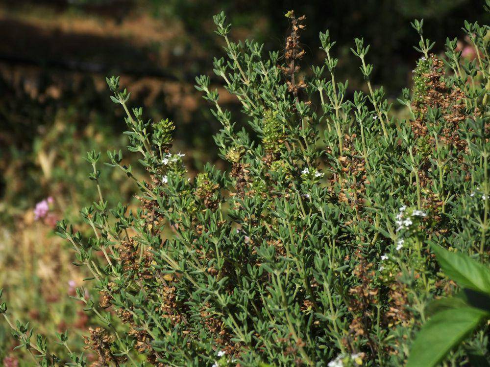 ilustrasi daun thyme (unsplash.com/Ian Yates)