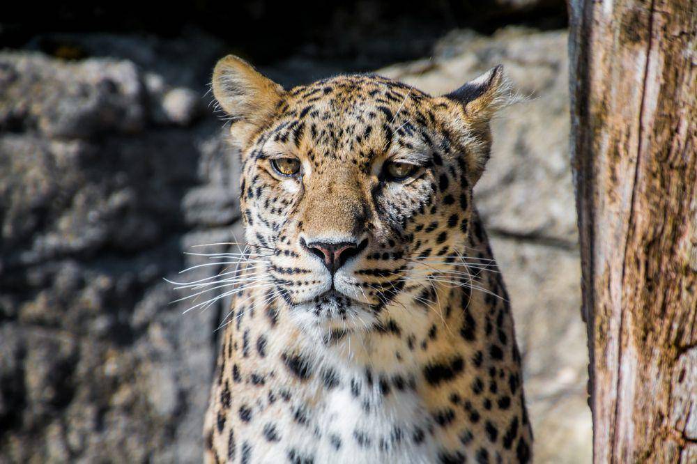 Macan tutul persia (pixabay.com/Pfuderi)