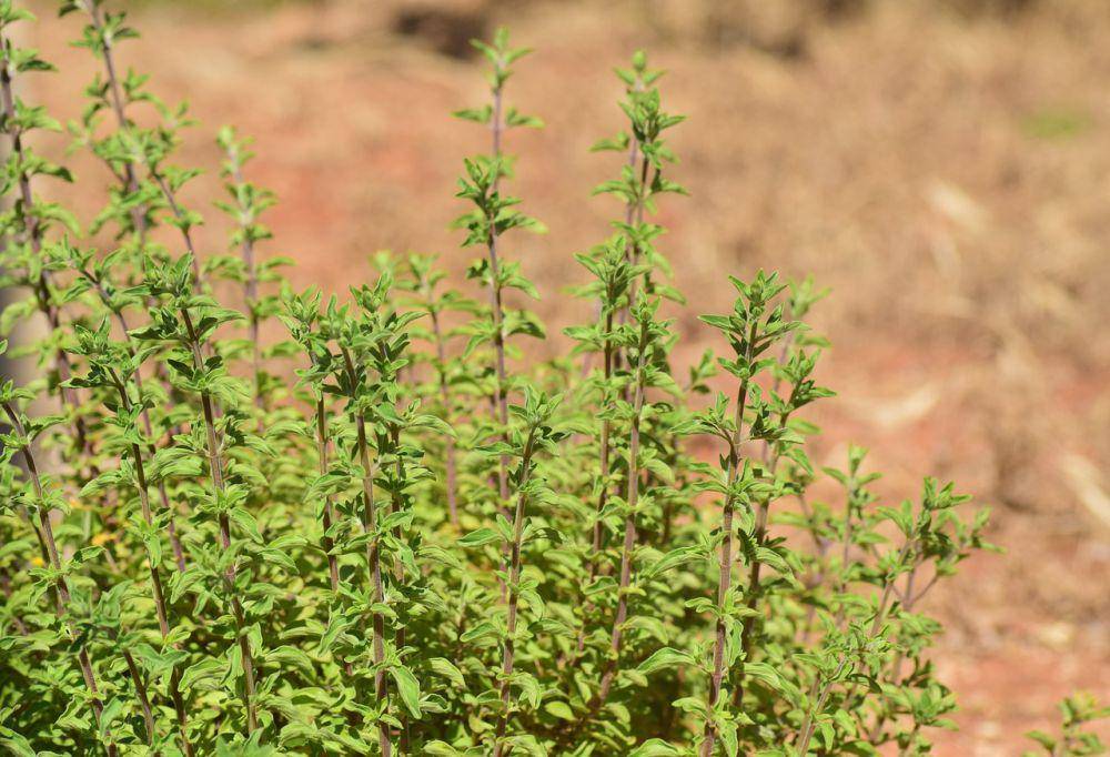 ilustrasi daun marjoram (pixabay.com/ulleo)