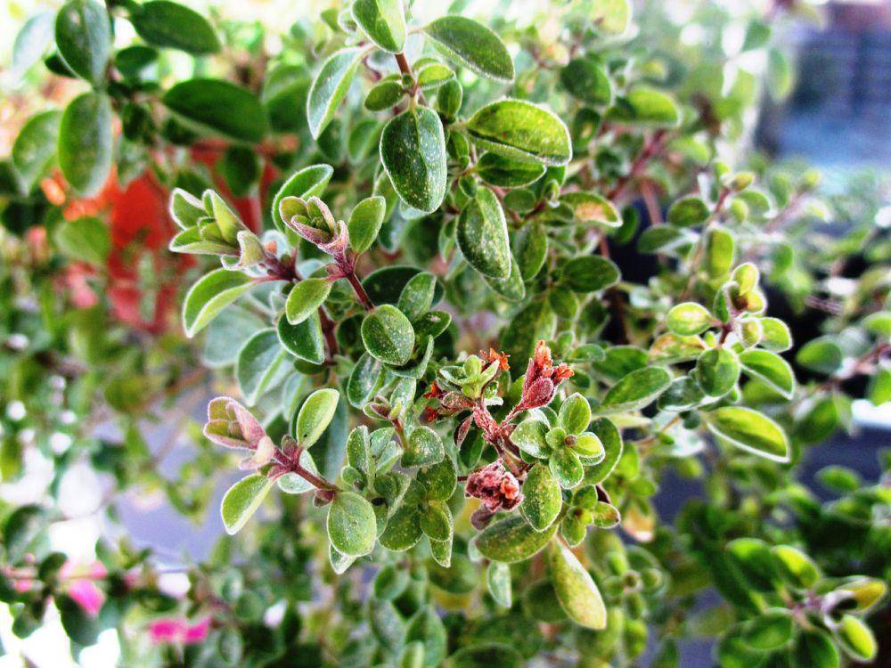 ilustrasi daun marjoram (pixabay.com/143710)