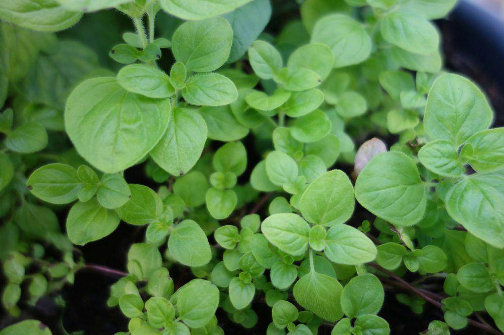ilustrasi daun marjoram (pixabay.com/6493990)