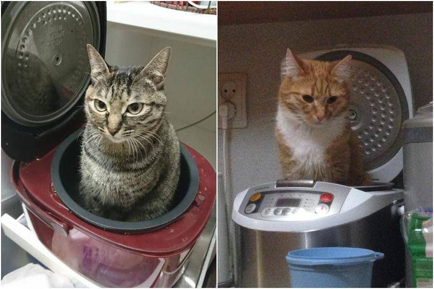 kolase foto kucing duduk di atas rice cooker (reddit.com/user/roxbury0969 | reddit.com/user/VulfyShurik)