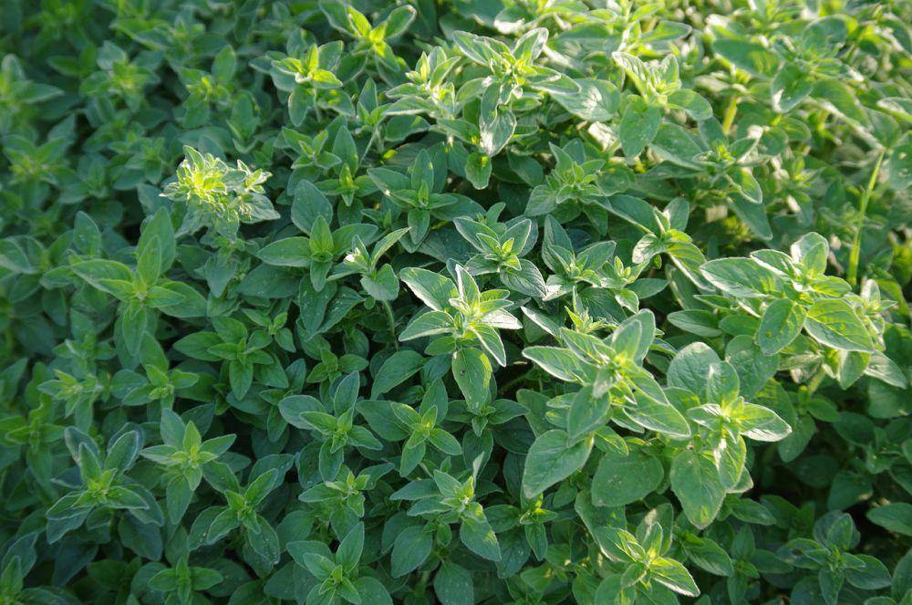 ilustrasi daun marjoram (pixabay.com/Ajale)