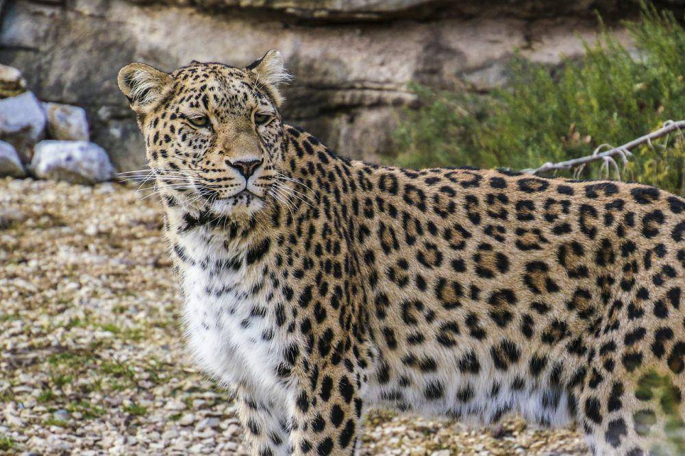 Macan tutul persia (pixabay.com/Pfuderi)