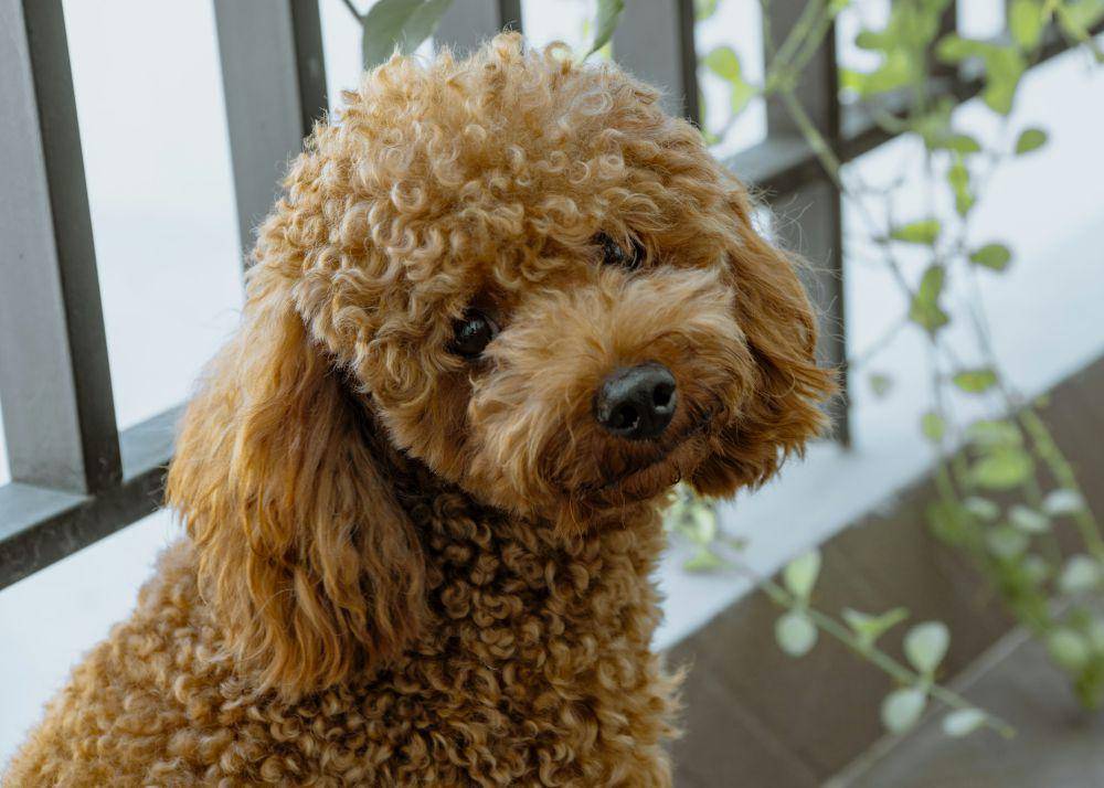 ilustrasi anjing pudel (unsplash.com/Tra Tran)