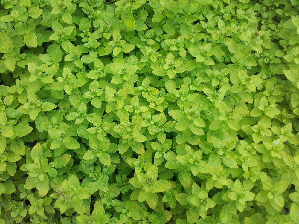 ilustrasi daun marjoram (pixabay.com/moschlies)