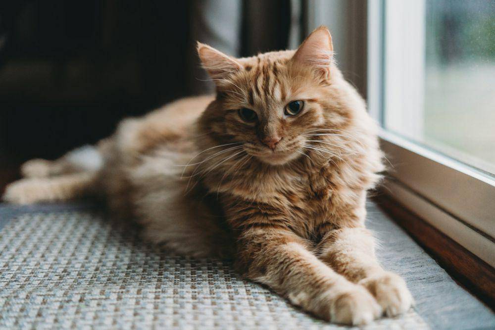 ilustrasi kucing(unsplash.com/Steven Van Elk)
