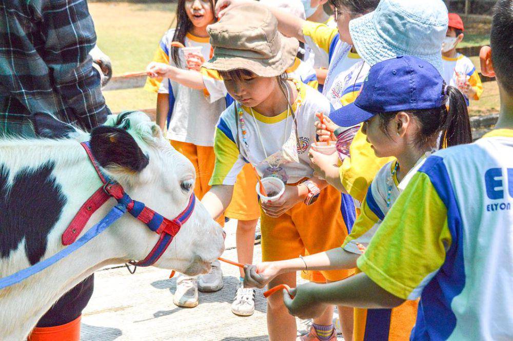 animal feeding di Taman K Land (instagram.com/taman_k)