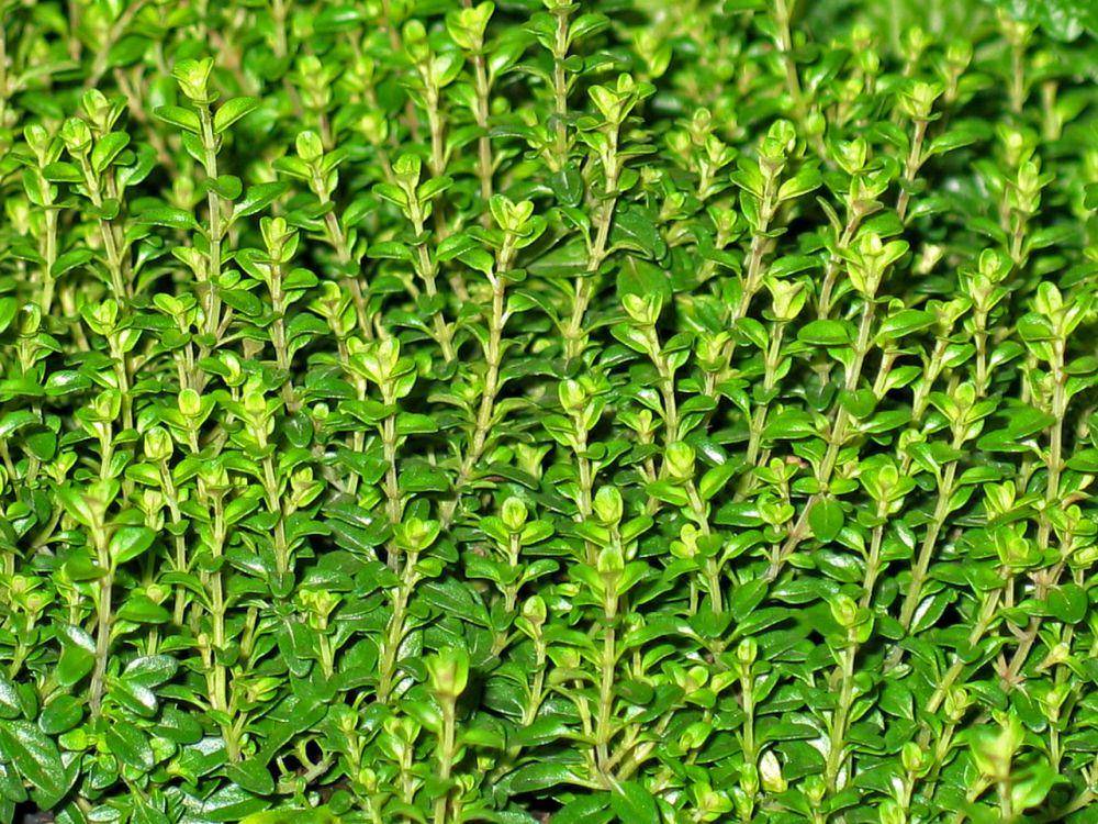 ilustrasi daun thyme (pixabay.com/KRiemer)
