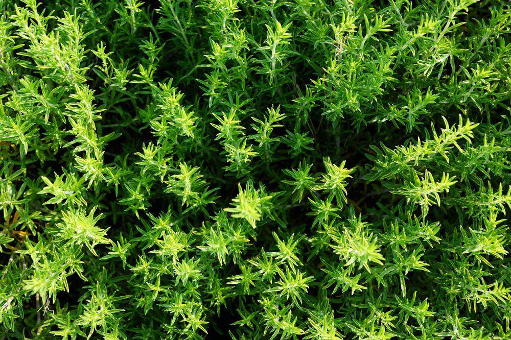 ilustrasi daun thyme (pixabay.com/photosforyou)
