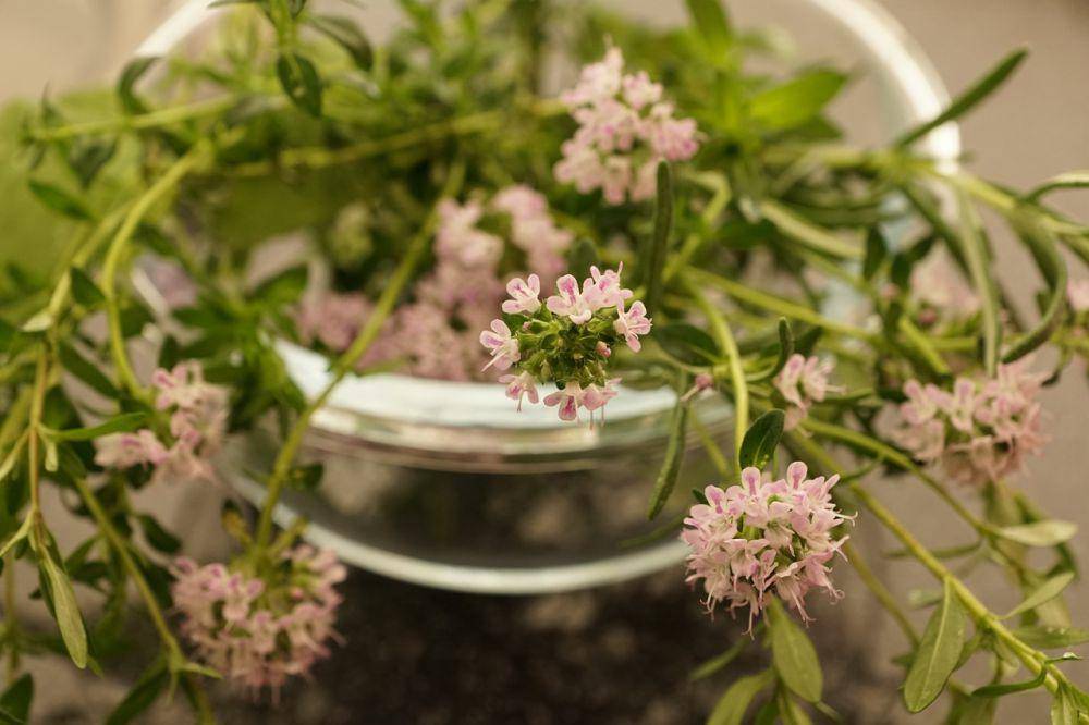 ilustrasi daun thyme (pixabay.com/photosforyou)