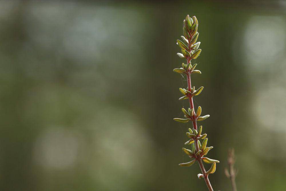 ilustrasi daun thyme (pixabay.com/Sinason)