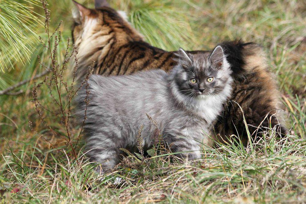 potret kucing kurilian bobtail (dok. commons.wikimedia.org)
