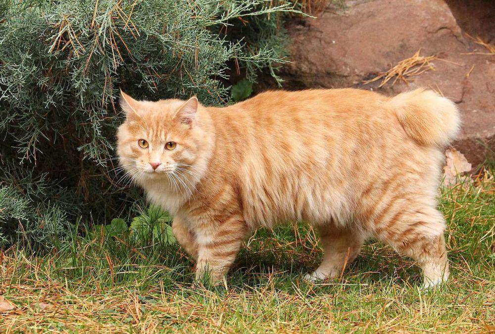 kucing kurilian bobtail (dok. commons.wikimedia.org)