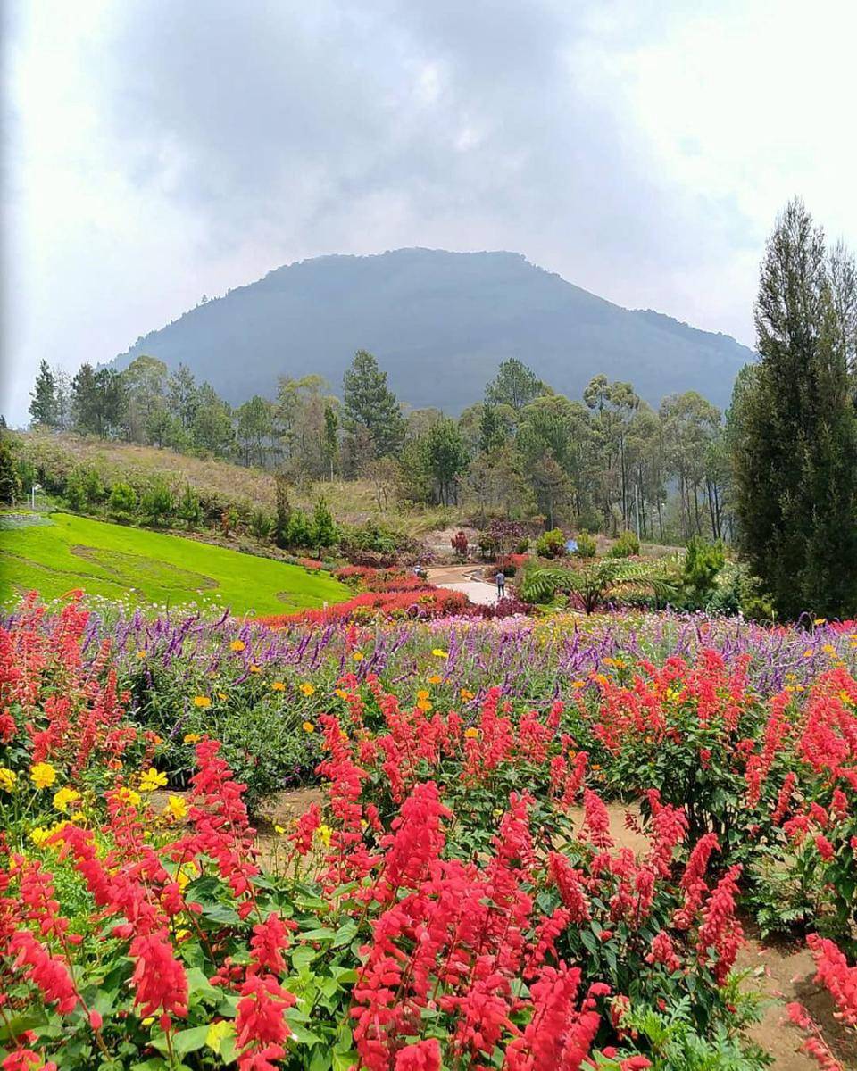 Taman Bunga Sapo Juma, Tongging (instagram.com/matt_rclouds)