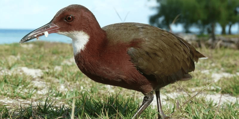 Burung Mandar Aldabra (iasgyan.in)