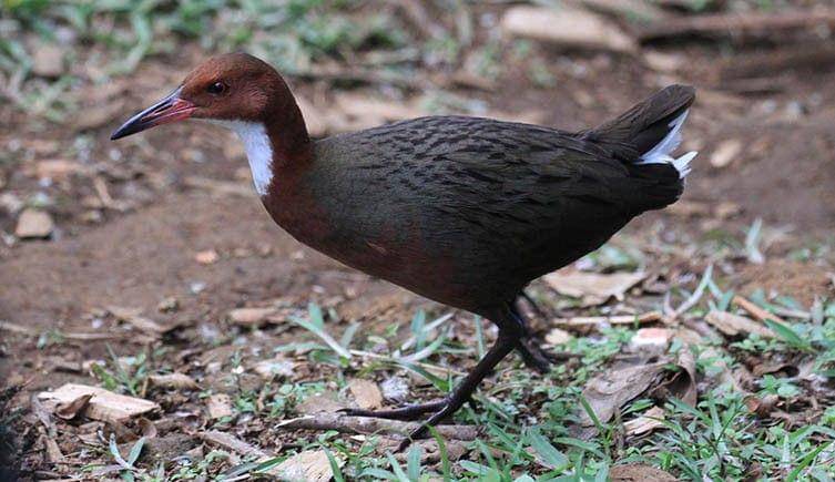 Burung Mandar Aldabra (nhm.ac.uk)