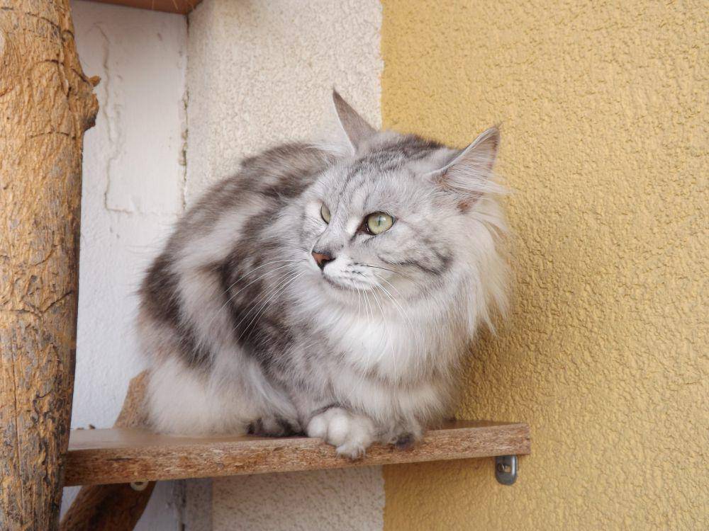 potret kucing kurilian bobtail (pixabay.com/Hanka Buchtová)